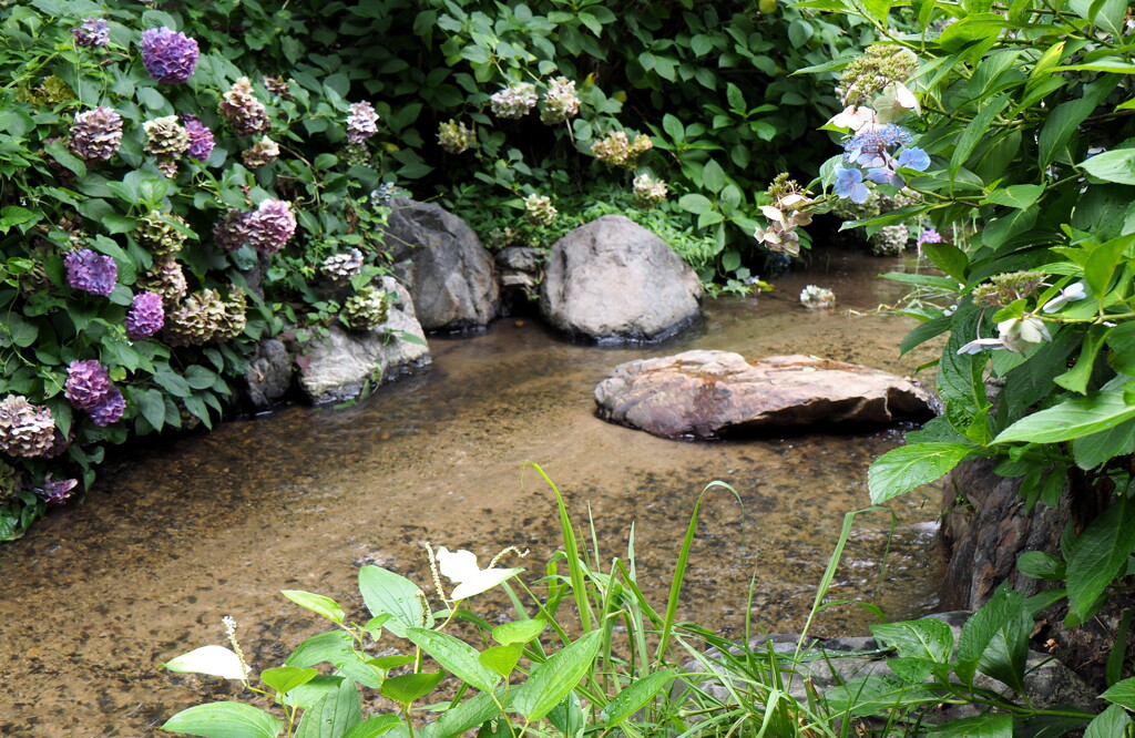 水辺の紫陽花１