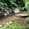 水辺の紫陽花１