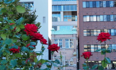 北浜レトロと赤いバラ