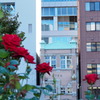 北浜レトロと赤いバラ