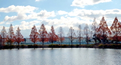 メタセコイア並木②