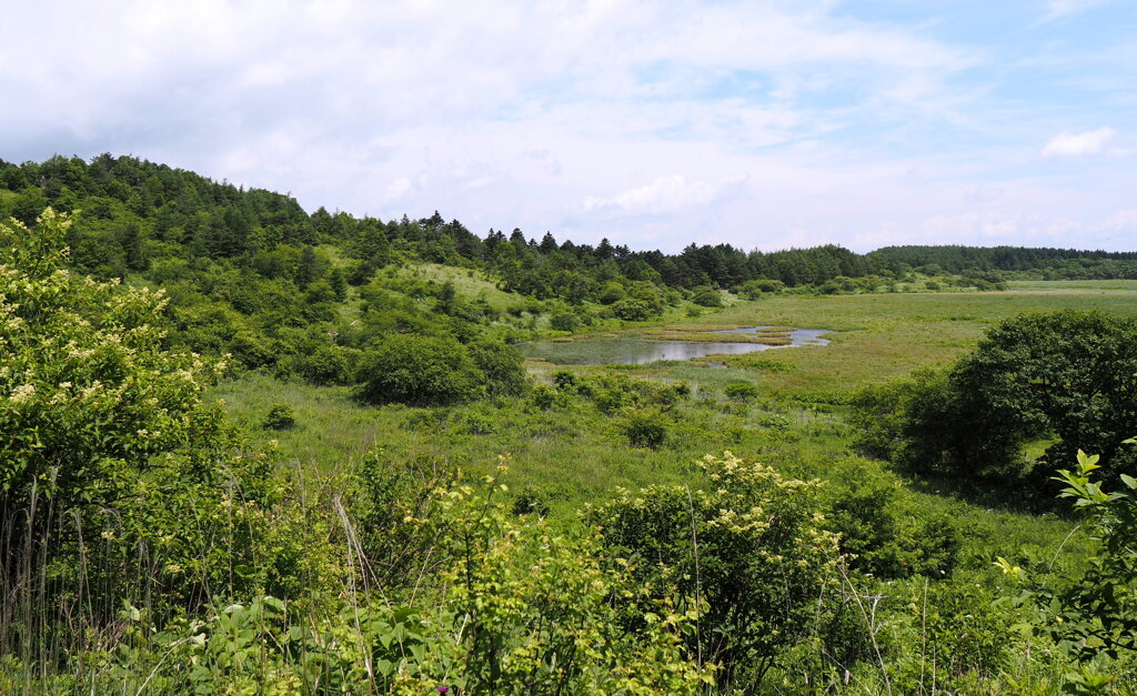 八島湿原１