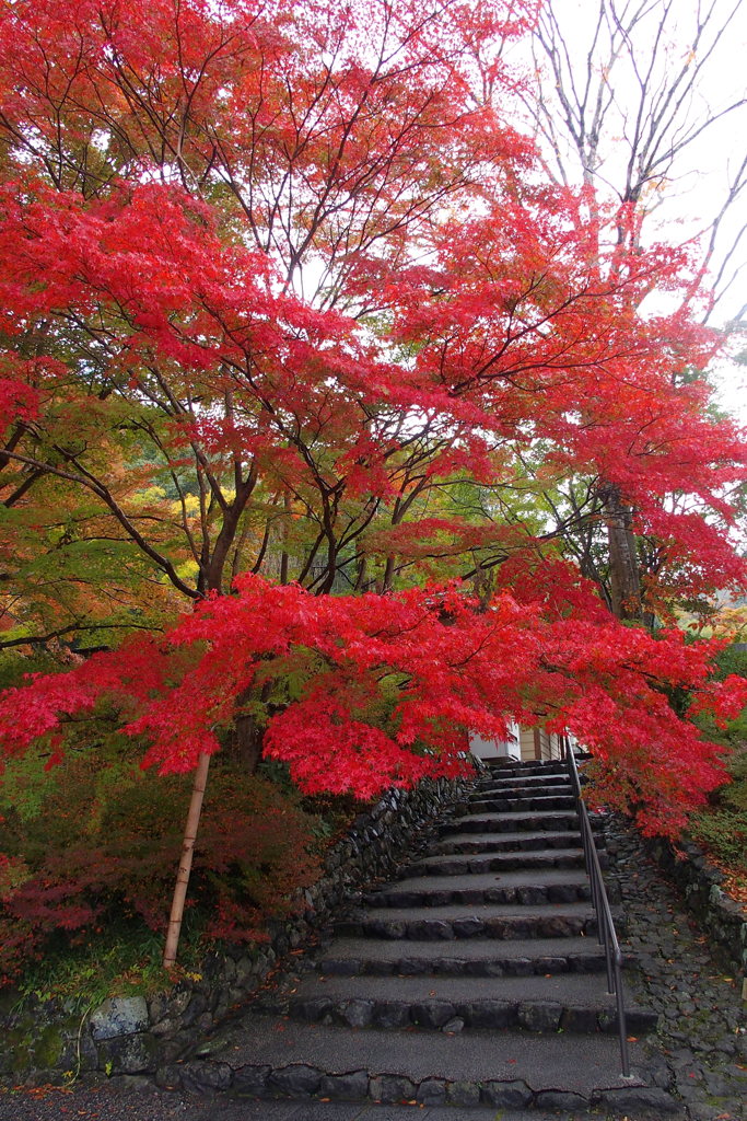 出雲大神宮紅葉