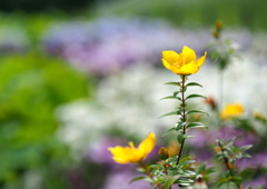 花菖蒲園のキンシバイ