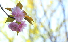 公園の八重桜