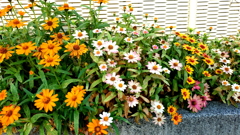 花壇①