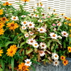 花壇①
