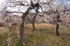 大阪城公園梅林④