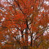 紅葉１