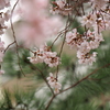 風そよぐ