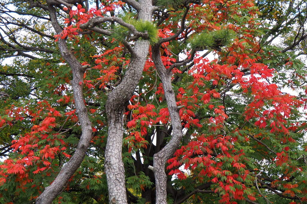 ハゼ紅葉