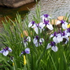 花しょうぶまつり②