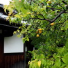 熟梅