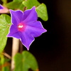 鉢植えの朝顔１