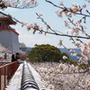 紀三井寺満開♪③