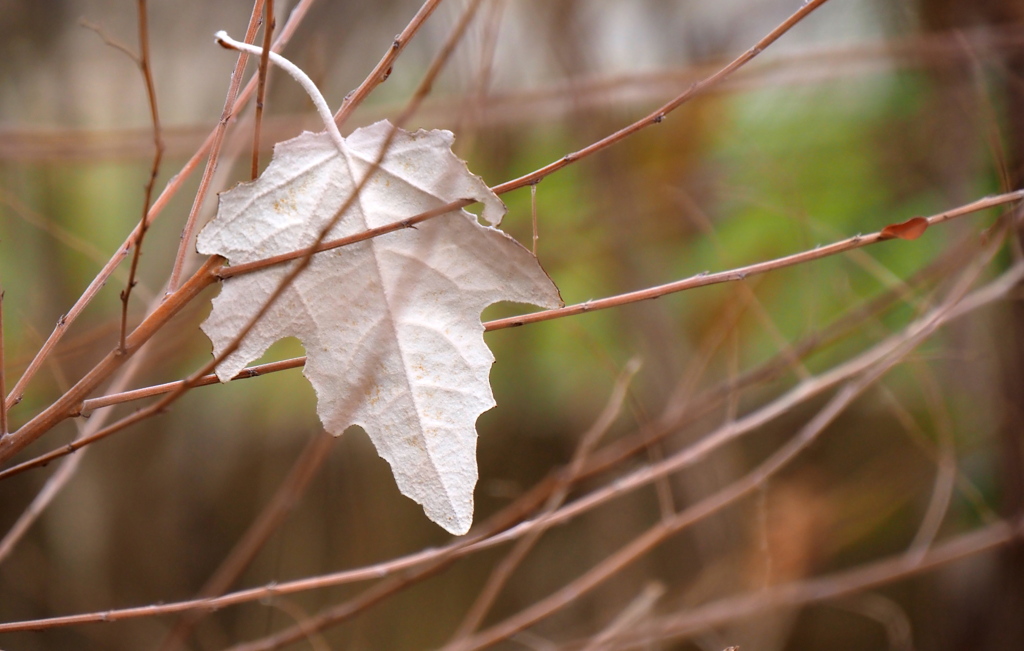 白い葉っぱ♪