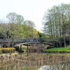 公園の蓮池１
