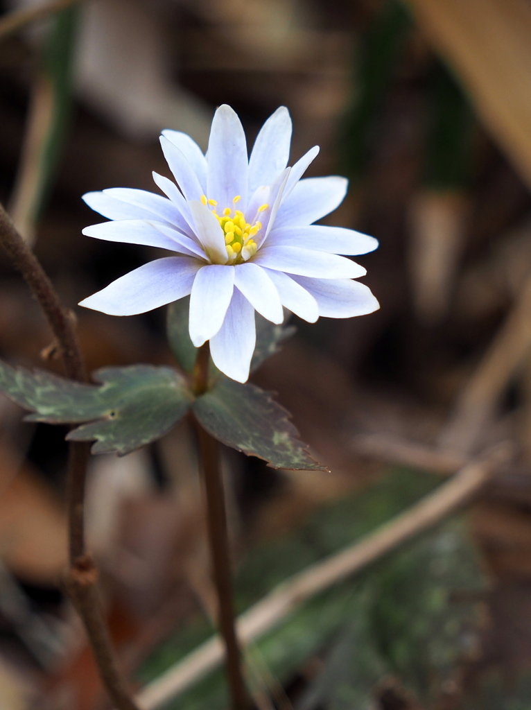 ユキワリイチゲ