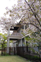 泉布観の桜②