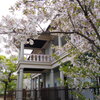 泉布観の桜②