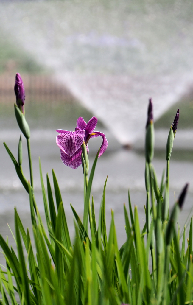 噴水と花菖蒲