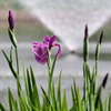 噴水と花菖蒲