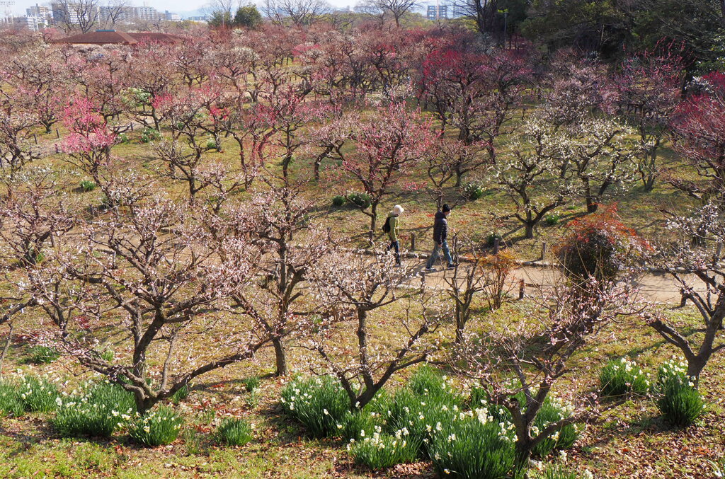 大阪城公園梅林②
