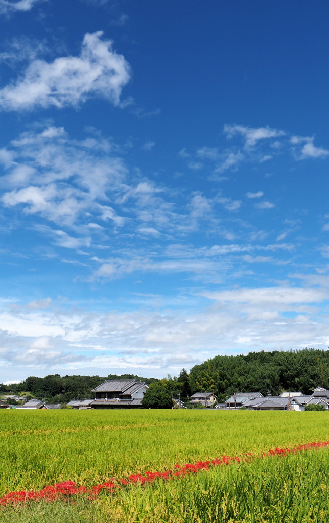 明日香の空と彼岸花２