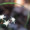 雄花