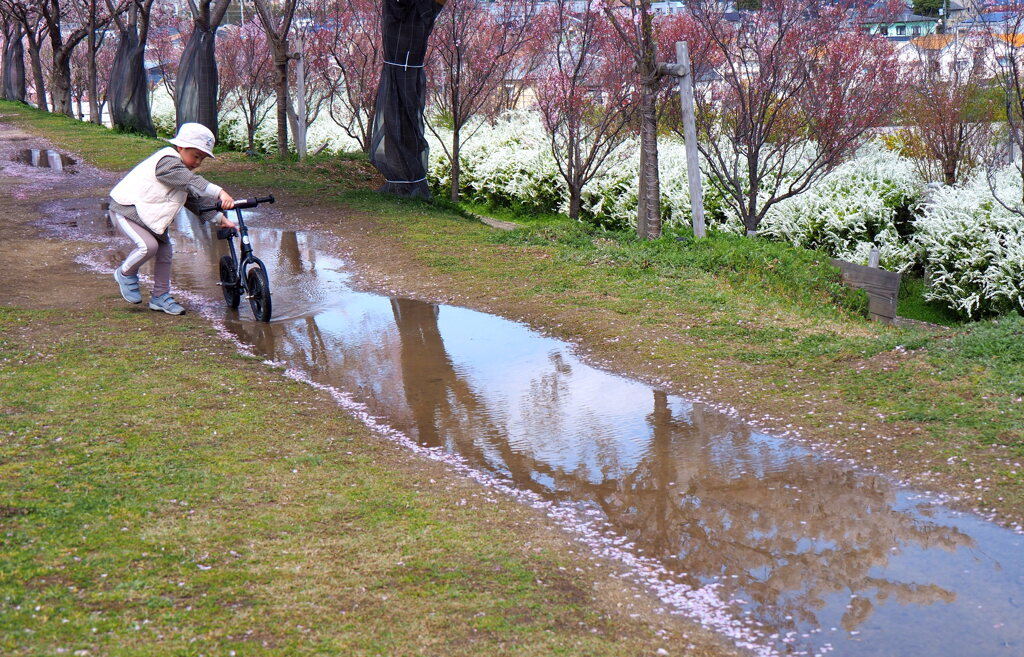 桜と水溜り２