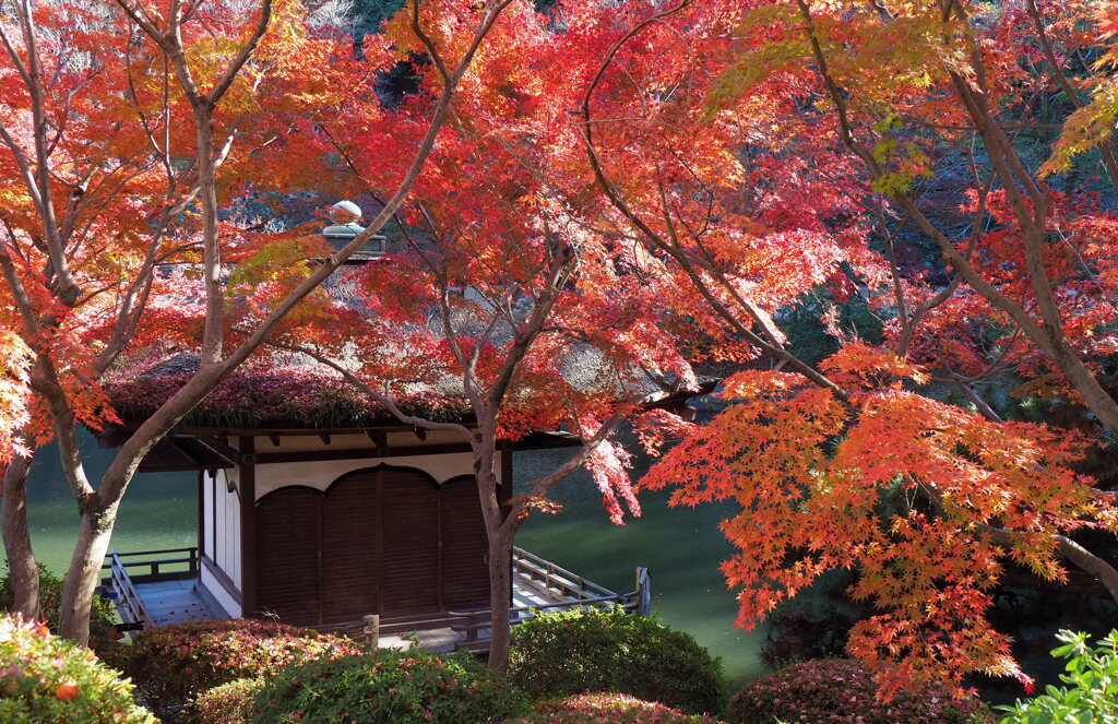 鳶魚閣と紅葉