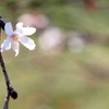 十月桜 1