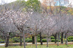 大阪城公園の冬桜 