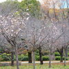 大阪城公園の冬桜 