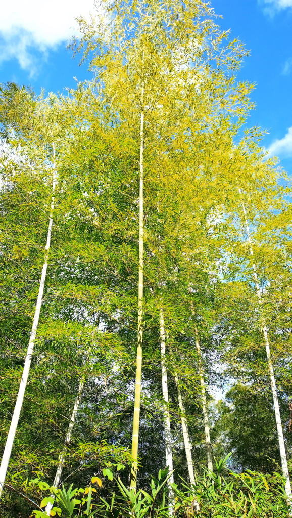 すっくと伸びて