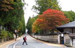 高野山紅葉１