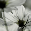白いコスモス１