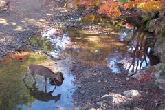 水辺の鹿さん