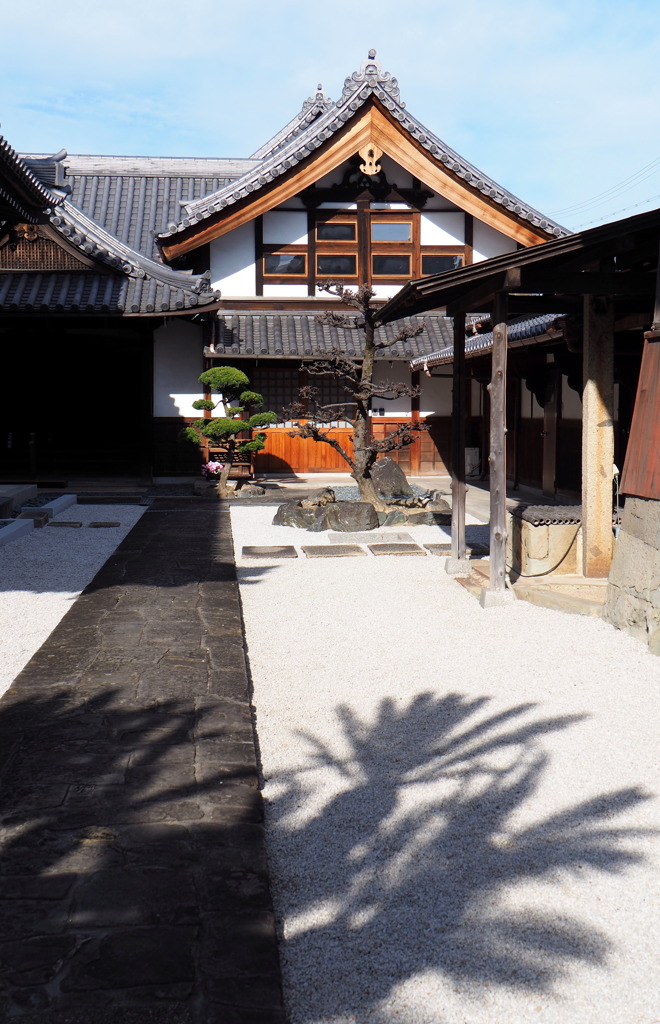 蘇鉄の影