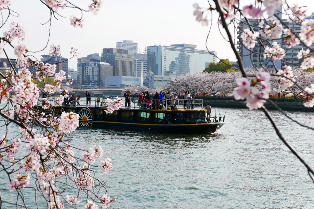 桜遊覧