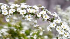 花飾り
