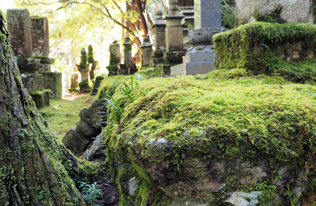 高野山奥の院②