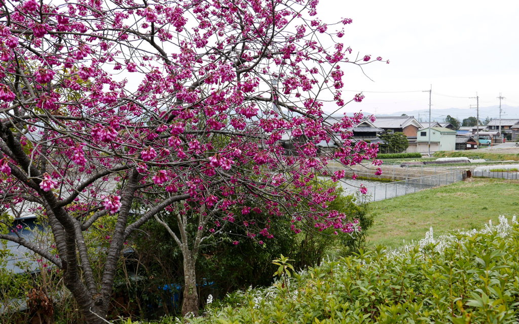 春の野