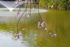 池端の桜