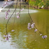 池端の桜