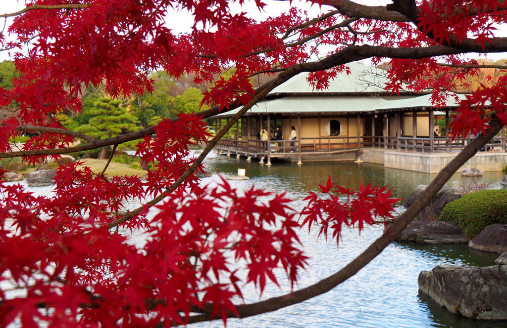 日本庭園の紅葉２