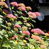 境内の紫陽花