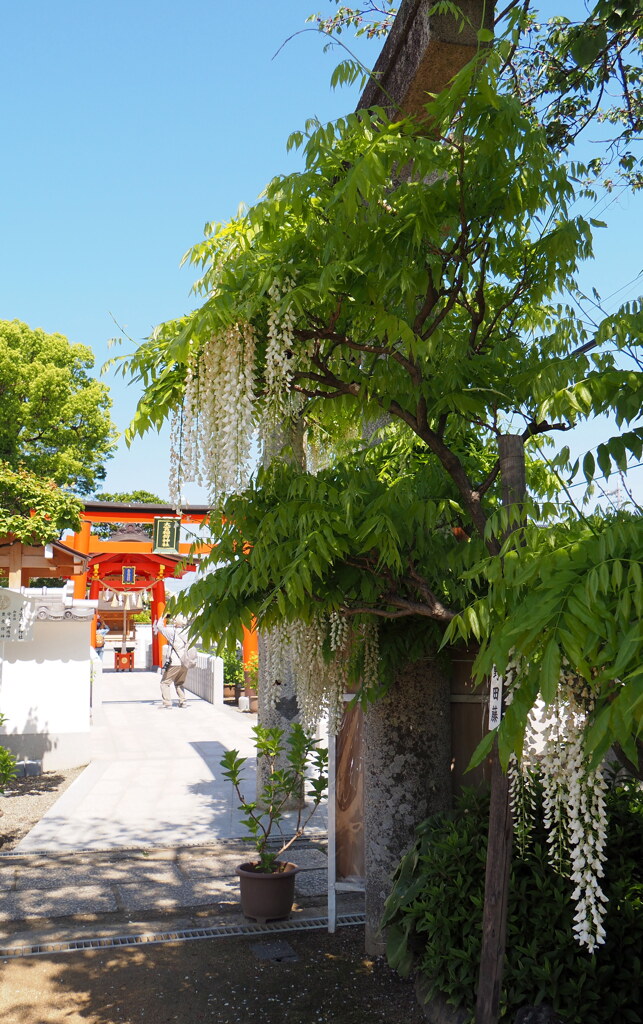 鳥居を飾る