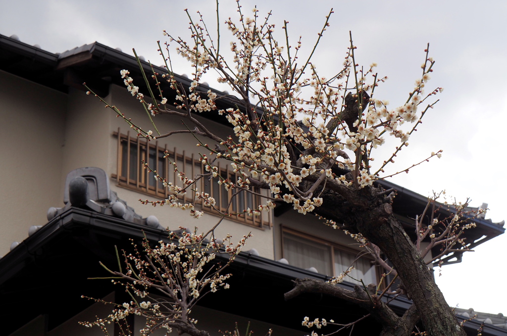 民家の梅の花