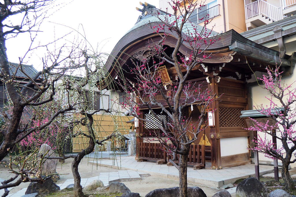 祖霊社の梅